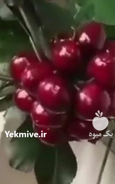 نهال گلابی در اصفهان در گروه خرید فروش نهال - انواع گردو پسته بادام سلطانی انگور در یکمیوه -عکس1