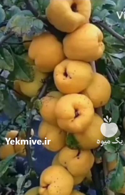 نهال گلابی در اصفهان در گروه خرید فروش نهال - انواع گردو پسته بادام سلطانی انگور در یکمیوه -عکس2