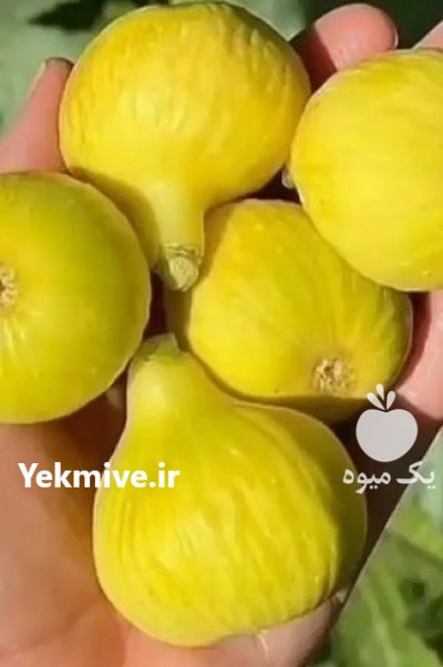 نهال گلابی در اصفهان در گروه خرید فروش نهال - انواع گردو پسته بادام سلطانی انگور در یکمیوه -عکس3