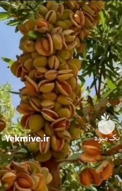 نهال گلابی در اصفهان در گروه خرید فروش نهال - انواع گردو پسته بادام سلطانی انگور در یکمیوه -عکس4