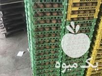 فروش عمده سبد کیوی 15 عددی صادراتی در تنکابن در گروه خرید فروش انواع سبد - میوه پلاستیکی چوبی گل در یکمیوه -عکس1