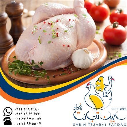 فروش سایزهای مختلف مرغ سابین تجارت در تهران در گروه مرغ و خروس و بوقلمون و اردک قو قاز در یکمیوه -عکس1