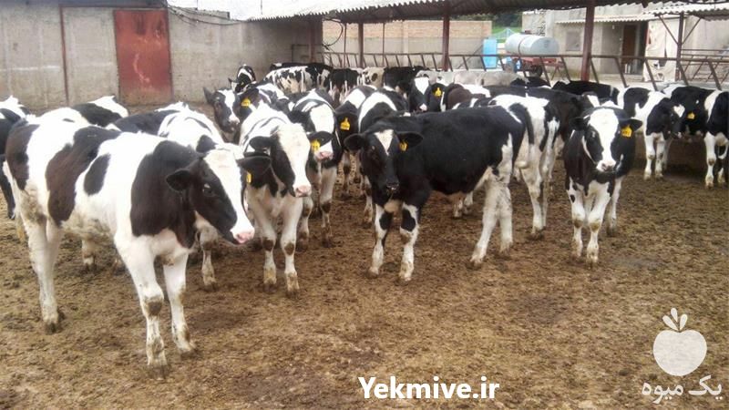 فروش بهترین قیمت گوساله سیمینتال و هلشتاین در کشور در گلستان در گروه گاو و گوسفند و میش و بز کهره گوساله سمینتال در یکمیوه -عکس1