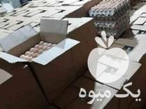 فروش تخم مرغ محلی و تخم غاز نطفه دار در آمل در گروه انواع تخم ها - مرغ بوقلمون پرنده عمده کشاورزی در یکمیوه -عکس1
