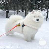 فروش سگ ساموید قیمت مناسب و کیفیت بالا در تبریز در گروه سگ و گربه _ نگهبان هاسکی ژرمن دوبرمن سرابی در یکمیوه