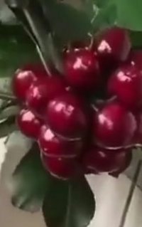 نهال گلابی در اصفهان در گروه خرید فروش نهال - انواع گردو پسته بادام سلطانی انگور در یکمیوه