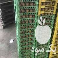 فروش عمده سبد کیوی 15 عددی صادراتی در تنکابن در گروه خرید فروش انواع سبد - میوه پلاستیکی چوبی گل در یکمیوه