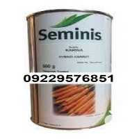 فروش و توزیع بذر هویج کارینا پر فروش اصل در بوشهر در گروه خرید فروش بذر - انواع محصول کشاورزی گوجه کتان میوه درخت در یکمیوه