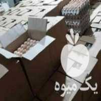 فروش تخم مرغ محلی و تخم غاز نطفه دار در آمل در گروه انواع تخم ها - مرغ بوقلمون پرنده عمده کشاورزی در یکمیوه