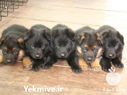 فروش توله ژرمن شپرد در تهران در گروه سگ و گربه _ نگهبان هاسکی ژرمن دوبرمن سرابی در یکمیوه -عکس1