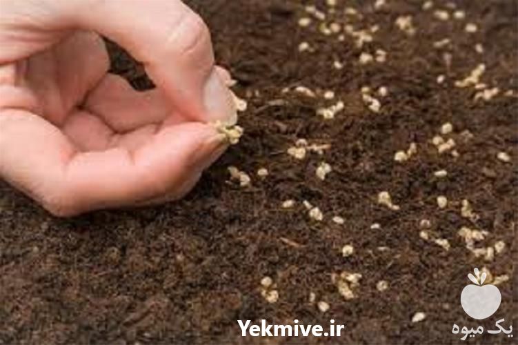 فروش بذر گوجه پتو پراید 6 در هرمز در گروه خرید فروش بذر - انواع محصول کشاورزی گوجه کتان میوه درخت در یکمیوه -عکس1