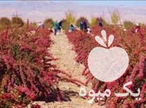 فروش نهال زرشک وانگور ریشه ای در گناباد در گروه خرید فروش نهال - انواع گردو پسته بادام سلطانی انگور در یکمیوه -عکس1
