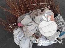 فروش درخت زرشک پر ریشه در بیرجند در گروه خرید فروش عمده ازگیل و تمشک و زرشک - ژاپنی فروش مستقیم در یکمیوه -عکس1