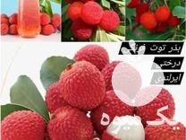 فروش انواع بذرهای خاص و کمیاب در تهران در گروه خرید فروش بذر - انواع محصول کشاورزی گوجه کتان میوه درخت در یکمیوه -عکس1