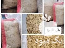 فروش بذر تخم هسته نارنج در گتاب در گروه خرید فروش بذر - انواع محصول کشاورزی گوجه کتان میوه درخت در یکمیوه -عکس1