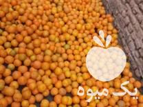 فروش نارنج در گتاب در گروه خرید فروش عمده نارنج - میوه شمال جنوب خرید و فروش عمده در یکمیوه -عکس1