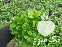 پیش فروش سبزه نارنج در نوشهر در گروه خرید فروش عمده نارنج - میوه شمال جنوب خرید و فروش عمده در یکمیوه -عکس1