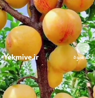 رویال نهال مهد یزاده در لواسان در گروه خرید فروش نهال - انواع گردو پسته بادام سلطانی انگور در یکمیوه -عکس2