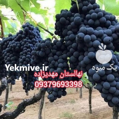 رویال نهال مهد یزاده در لواسان در گروه خرید فروش نهال - انواع گردو پسته بادام سلطانی انگور در یکمیوه -عکس3