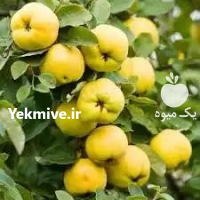 رویال نهال مهد یزاده در لواسان در گروه خرید فروش نهال - انواع گردو پسته بادام سلطانی انگور در یکمیوه -عکس4