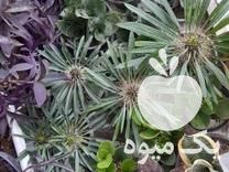 فروش انواع گل های اپارتمانی در پاکدشت در گروه خرید فروش عمده گیاهان زینتی - گرمسیری آپارتمانی باغچه آب در یکمیوه -عکس1