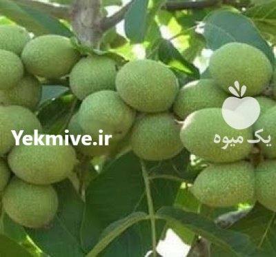 گردو خوشه ای اریان نهال امیر ir در کرج در گروه خرید فروش نهال - انواع گردو پسته بادام سلطانی انگور در یکمیوه -عکس1