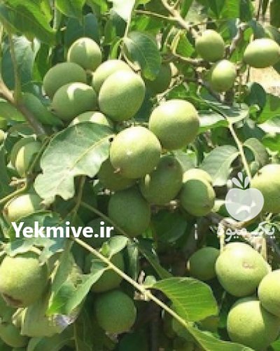 گردو خوشه ای اریان نهال امیر ir در کرج در گروه خرید فروش نهال - انواع گردو پسته بادام سلطانی انگور در یکمیوه -عکس2