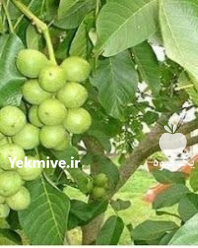 گردو خوشه ای اریان نهال امیر ir در کرج در گروه خرید فروش نهال - انواع گردو پسته بادام سلطانی انگور در یکمیوه -عکس3