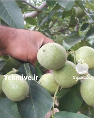گردو خوشه ای اریان نهال امیر ir در کرج در گروه خرید فروش نهال - انواع گردو پسته بادام سلطانی انگور در یکمیوه -عکس4