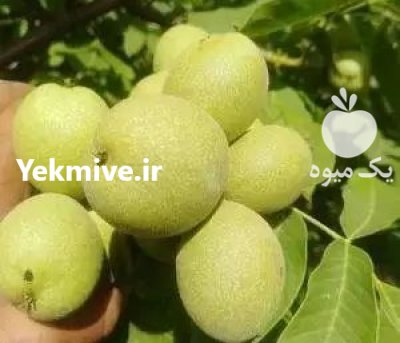 اریان نهال مهدیزاده در دهگلان در گروه خرید فروش نهال - انواع گردو پسته بادام سلطانی انگور در یکمیوه -عکس1