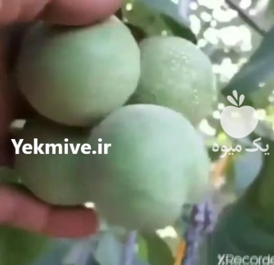 اریان نهال مهدیزاده در دهگلان در گروه خرید فروش نهال - انواع گردو پسته بادام سلطانی انگور در یکمیوه -عکس2