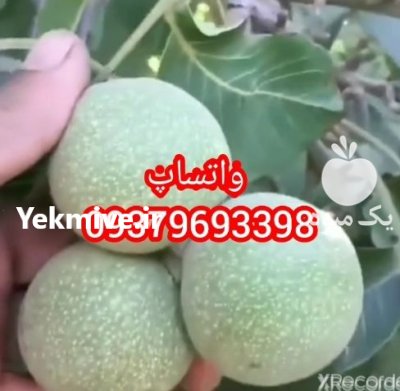 اریان نهال مهدیزاده در دهگلان در گروه خرید فروش نهال - انواع گردو پسته بادام سلطانی انگور در یکمیوه -عکس3