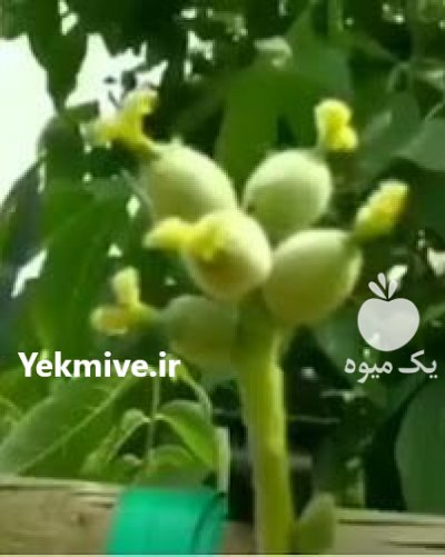 اوریان نهال مهدیزاده در سراب در گروه خرید فروش نهال - انواع گردو پسته بادام سلطانی انگور در یکمیوه -عکس1