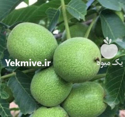 اوریان نهال مهدیزاده در سراب در گروه خرید فروش نهال - انواع گردو پسته بادام سلطانی انگور در یکمیوه -عکس2