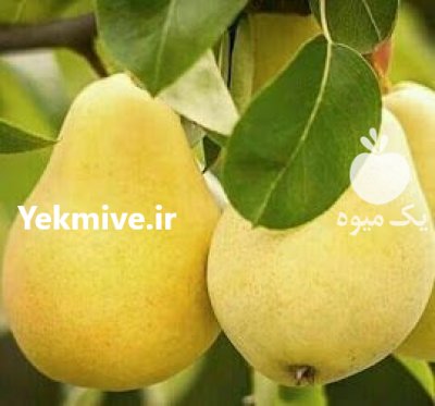 رویان نهال مهدیزاده در کوراییم در گروه خرید فروش نهال - انواع گردو پسته بادام سلطانی انگور در یکمیوه -عکس3