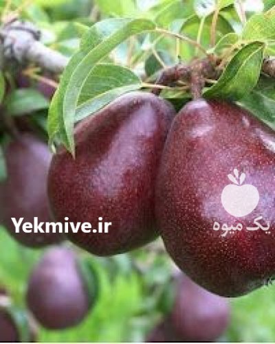 رویان نهال مهدیزاده در کوراییم در گروه خرید فروش نهال - انواع گردو پسته بادام سلطانی انگور در یکمیوه -عکس4