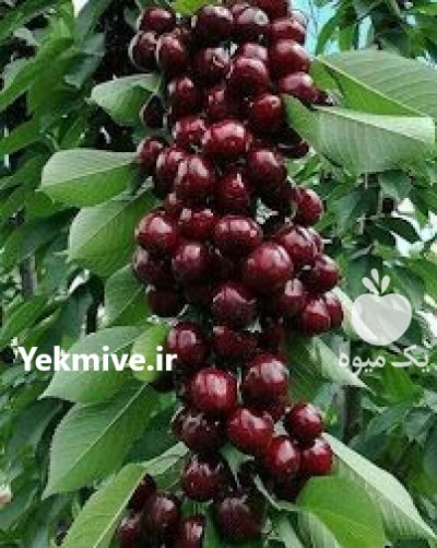 رویال نهال امیرi در ارومیه در گروه خرید فروش نهال - انواع گردو پسته بادام سلطانی انگور در یکمیوه -عکس1