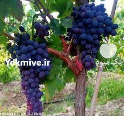 رویال نهال امیرi در ارومیه در گروه خرید فروش نهال - انواع گردو پسته بادام سلطانی انگور در یکمیوه -عکس3