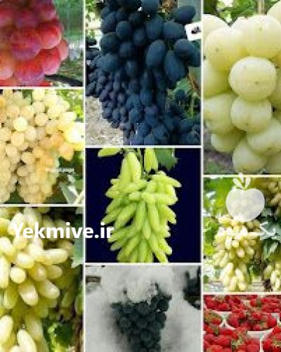 رویال نهال امیرi در ارومیه در گروه خرید فروش نهال - انواع گردو پسته بادام سلطانی انگور در یکمیوه -عکس4