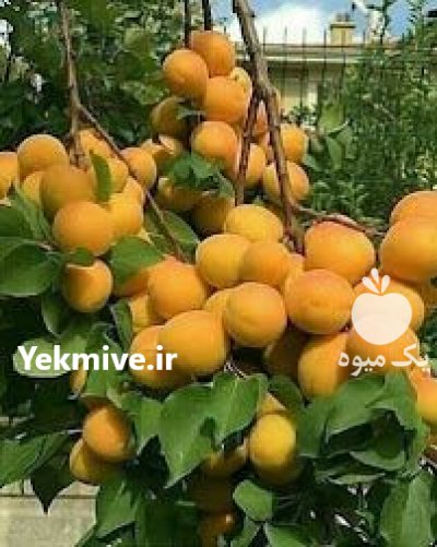 (رویان) نهال امیر در تبریز در گروه خرید فروش نهال - انواع گردو پسته بادام سلطانی انگور در یکمیوه -عکس1