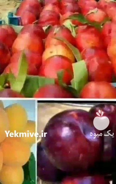 (رویان) نهال امیر در تبریز در گروه خرید فروش نهال - انواع گردو پسته بادام سلطانی انگور در یکمیوه -عکس2