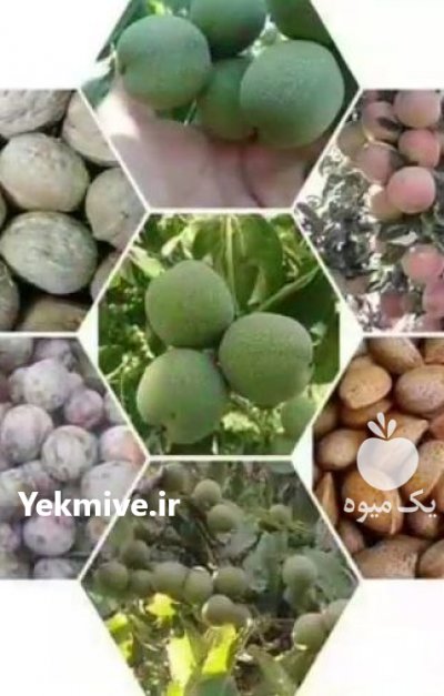 (رویان) نهال امیر در تبریز در گروه خرید فروش نهال - انواع گردو پسته بادام سلطانی انگور در یکمیوه -عکس3