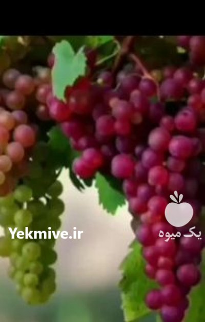 (رویان) نهال امیر در تبریز در گروه خرید فروش نهال - انواع گردو پسته بادام سلطانی انگور در یکمیوه -عکس4