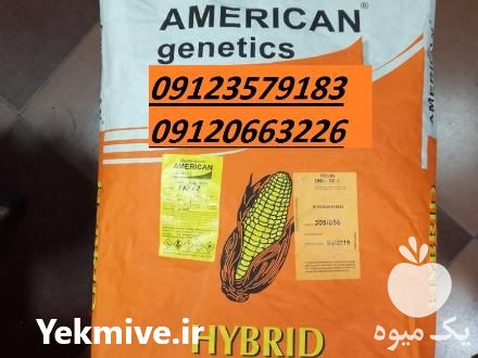 فروش بذر ذرت خارجی در تهران در گروه خرید فروش بذر - انواع محصول کشاورزی گوجه کتان میوه درخت در یکمیوه -عکس1