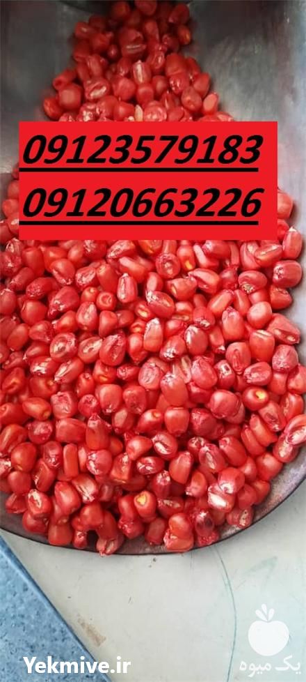 فروش بذر ذرت علوفه ای زود رس در تهران در گروه خرید فروش بذر - انواع محصول کشاورزی گوجه کتان میوه درخت در یکمیوه -عکس1