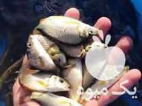 مرکز فروش انواع بچه ماهی کپور آمور ماهی قرمز ارسال تمام ایرا در اصفهان در گروه انواع ماهی - سالمون شیر کپور قرمز شوریده سفید گوپی مرکب در یکمیوه -عکس1