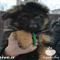 فروش توله ژرمن شپرد در مهر در گروه سگ و گربه _ نگهبان هاسکی ژرمن دوبرمن سرابی در یکمیوه