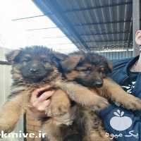فروش توله ژرمن شولاین در تهران در گروه سگ و گربه _ نگهبان هاسکی ژرمن دوبرمن سرابی در یکمیوه
