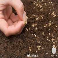 فروش بذر گوجه پتو پراید 6 در هرمز در گروه خرید فروش بذر - انواع محصول کشاورزی گوجه کتان میوه درخت در یکمیوه