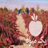 فروش نهال زرشک وانگور ریشه ای در گناباد در گروه خرید فروش نهال - انواع گردو پسته بادام سلطانی انگور در یکمیوه
